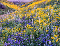 Massive wildflower display. Lanceleaf monolopia (Monolopia lanceolata) Great valley phacelia (Phacelia ciliata) and purple stalks of Lemmon&#39;s mustard (Caulanthus anceps) the Temblor Range carpeted...
