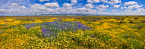 Massive wildflower display with Lanceleaf monolopia (Monolopia lanceleota) Tidy-tips (Layia platyglossa) Great Valley phacelia (Phacelia ciliata) and the Temblor Range carpeted with flower in the back...