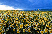 Mass wildflower display with Tidy-tips (Layia platyglossa) flowers, and the Temblor Range carpeted with flower in the background in evening light. Carrizo Plain National Monument, California, USA, Mar...