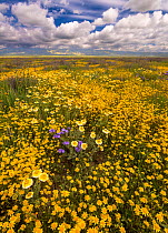 Mass wildflower display with Lanceleaf monolopia (Monolopia lanceleota) Tidy-tips (Layia platyglossa)  and the Temblor Range carpeted with flower in the background. Carrizo Plain National Monument, Ca...