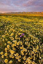 Mass wildflower display - Tidy-tips (Layia platyglossa) with solitary Great Valley phacelia (Phacelia ciliata) flower, and the Temblor Range carpeted with flower in the background in evening light. Ca...