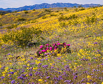 Whipple Mountain foothills, with sheets of color from blooming Heliotrope Phacelia (Phacelia crenulata) (purple) and Heartleaf evening primrose (Camissonia cardiophylla) with the Riverside and Big Mar...