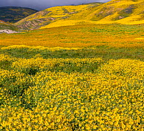 Massive wildflower display with Lanceleaf monolopia (Monolopia lanceleota) Tidy-tips (Layia platyglossa) and the Temblor Range carpeted with flower in the background. Carrizo Plain National Monument,...