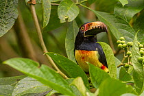 Collared aracari (Pteroglossus torquatus) at La Selva Biological Station, Costa Rica.