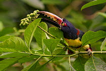 Collared aracari (Pteroglossus torquatus) plucks fruit off a branch at La Selva Biological Station, Costa Rica.