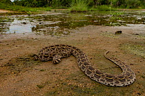 Swamp viper (Proatheris superciliaris) rests near a seasonal pond, Gorongosa National Park, Mozambique.