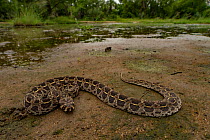 Swamp viper (Proatheris superciliaris) rests near a seasonal pond, Gorongosa National Park, Mozambique.