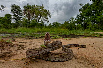 African rock python (Python sebae) in a defensive posture in Gorongosa National Park, Mozambique.