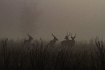 Waterbuck (Kobus ellipsiprymnus) herd in the early morning mist on the floodplain of Gorongosa National Park, Mozambique.