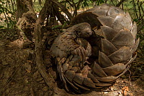 Ground pangolin (Smutsia temminckii) curling up to rest on a termite mound in Gorongosa National Park, Mozambique. Taken shortly after it was released back into the wild.