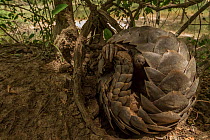 Ground pangolin (Smutsia temminckii) curling up to rest on a termite mound in Gorongosa National Park, Mozambique. Taken shortly after it was released back into the wild.