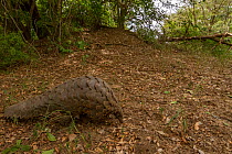 Ground pangolin (Smutsia temminckii) walking in front of a termite mound in Gorongosa National Park, Mozambique. Taken shortly after it was released back into the wild.