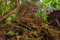 Ground pangolin (Smutsia teminckii) digging into a termite mound  while feeding, whilst Trinervitermes termite soldiers flood out to defend the nest. Gorongosa National Park, Mozambique.