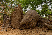 Ground pangolin (Smutsia temminckii) walking towards termite mound in Gorongosa National Park, Mozambique. Taken shortly after it was released back into the wild.