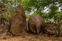 Ground pangolin (Smutsia temminckii) walking towards termite mound in Gorongosa National Park, Mozambique. Taken shortly after it was released back into the wild.