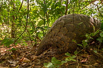 Ground pangolin (Smutsia temminckii) foraging on a termite mound in Gorongosa National Park, Mozambique. Taken shortly after it was released back into the wild.