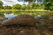 Ground pangolin (Smutsia temminckii) walking in front of a seasonal pond in Gorongosa National Park, Mozambique. Taken shortly after it was released back into the wild.