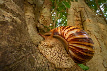 Giant ground snail (Achatina sp.) at dusk in Gorongosa National Park, Mozambique.