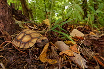 Speke's hinge-back tortoise (Kinixys spekii) baby, Gorongosa National Park, Mozambique.