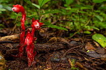 Indian pipe plant (Monotropa sp.) in Monteverde Cloud Forest Reserve, Costa Rica.