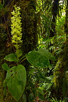 Orchid (Solenocentrum costaricense) at Monteverde Cloud Forest Reserve, Costa Rica.