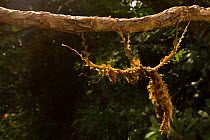 Moss mimic stick insect (Trychopeplus laciniatus) in Monteverde Cloud Forest Reserve, Costa Rica.