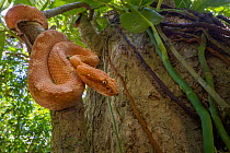 Eyelash viper (Bothriechis schlegelii) on the Caribbean coast of , near Cahuita, Costa Rica