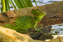 Basilisk (Basiliscus basiliscus) male on log, near Cahuita National Park, Costa Rica.