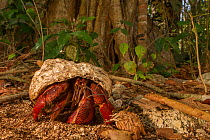 Hermit crab (Coenobita clypeatus)  near Cahuita, Costa Rica.