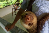 Two-toed sloth (Choloepus hoffmanni) hangs on the shoulder of its keeper at a sloth orphanage near Cahuita, Costa Rica.