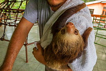 Two-toed sloth (Choloepus hoffmanni) hangs on the shoulder of its keeper at a sloth orphanage near Cahuita, Costa Rica.