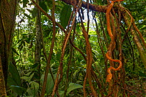 Speckled blunthead tree snake (Imantodes inornatus) among vines and lianas in the rainforest at La Selva Biological Station, Costa Rica.