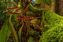 Blunt-headed tree snake (Imantodes cenchoa) moving from branch to branch. La Selva Biological Station, Costa Rica.