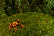 Hourglass tree frog (Dendropsophus ebraccatus) on moss covered leaf at La Selva Biological Station, Costa Rica.