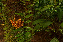Hourglass tree frog (Dendropsophus ebraccatus) on a tree trunkt La Selva Biological Station, Costa Rica.