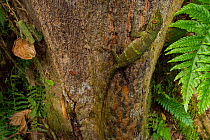 Neotropical green anole (Anolis biporcatus) on a tree, La Selva Biological Station, Costa Rica.