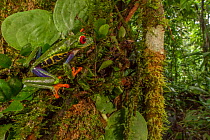 Red-eyed tree frog (Agalychnis callidryas) among the vegetation at La Selva Biological Station, Costa Rica.