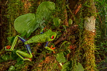 Red-eyed tree frog (Agalychnis callidryas) among the vegetation at La Selva Biological Station, Costa Rica.