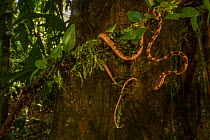 Blunt-headed tree snake (Imantodes cenchoa) moving on abranch, La Selva Biological Station, Costa Rica.