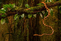 Blunt-headed tree snake (Imantodes cenchoa) moving on abranch, La Selva Biological Station, Costa Rica.