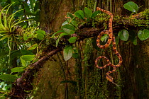 Blunt-headed tree snake (Imantodes cenchoa)  hangs from a branch and tastes the air. La Selva Biological Station, Costa Rica.