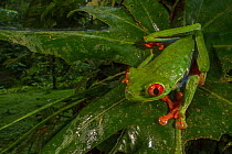 Red-eyed tree frog (Agalychnis callidryas) rests on a leaf at La Selva Biological Station, Costa Rica.