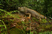 Green iguana (Iguana iguana) rests on a log, La Selva Biological Station, Costa Rica.