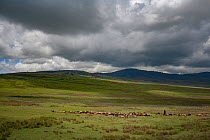 Maasai herdsman Ngorongoro Conservation Area, Tanzania. March 2008