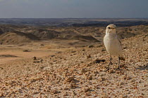 Tractrac chat (Cercomela tractrac) in the Namib-Naukluft Park, Namibia.