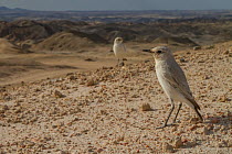 Tractrac chats (Emarginata tractrac)  Namib-Naukluft Park, Namibia.