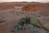 The desert endemic Welwitschia plant (Welwitschia mirabilis) at sunset near Swakopmund, Namibia. These species are among the most ancient organisms on the planet: some individuals might be more than 2...