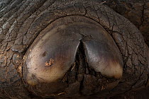 Toenail of an African elephant (Loxodonta africana). The elephant was sedated by veterinarians to put a GPS collar on him.