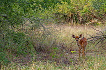 Nyala calf (Tragelaphus angasii) in Gorongosa National Park, Mozambique.