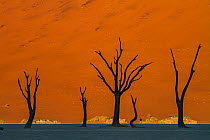 Dead trees stand in a salt pan in the Namib-Naukluft National Park at the Dead Vlei, Sossusvlei, Namibia.